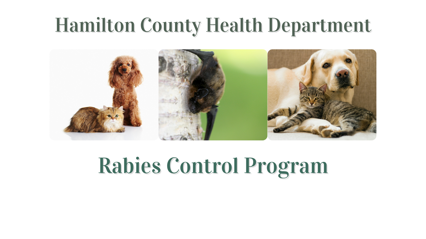 Rabies Control banner